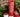 Strawberry Garden BruMate & Water Bottle Accessories