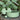 Gracie Sage Green Straw Topper